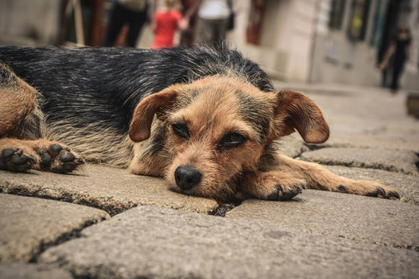 istock Dog on a street 1007756870