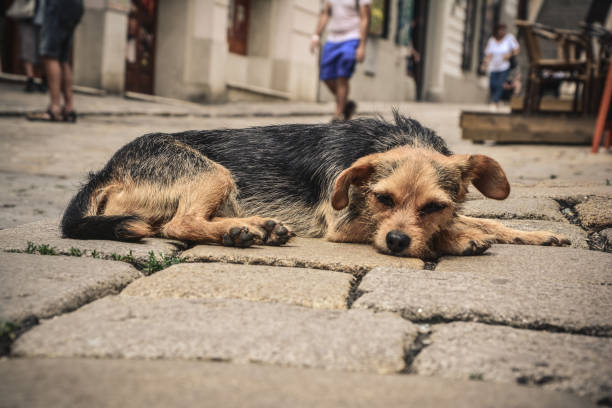 istock Dog on a street 1007757298