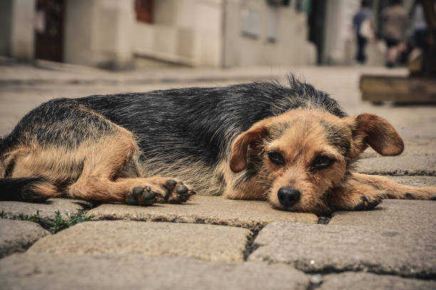 istock Dog on a street 1007757482
