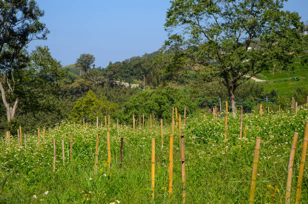 istock Bidens pilosa and bamboo in the park. 1007757882