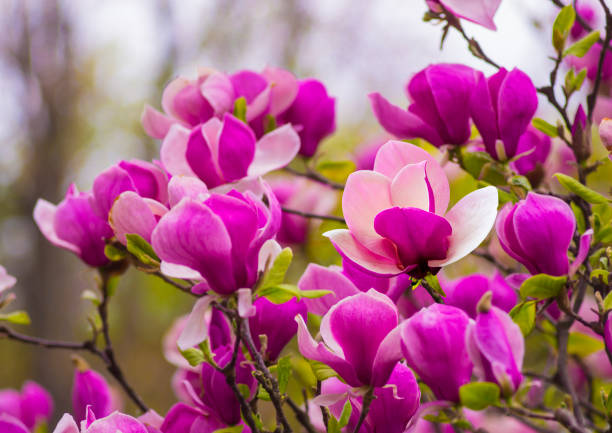 istock Blooming pink Magnolia flower in a park 1007758150