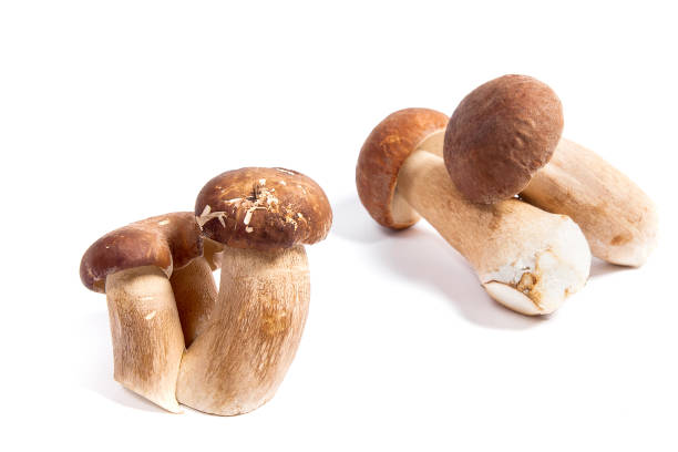 istock Several porcini mushrooms known as boletus edulis isolated on white 1007763364