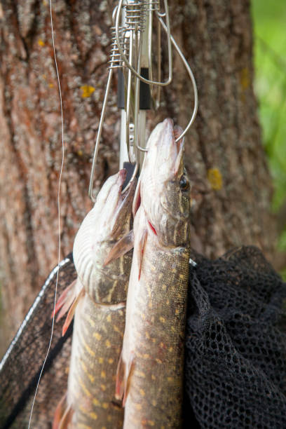 Good Catch Two Freshwater Pike Fish On Fish Stringer Stock Photo