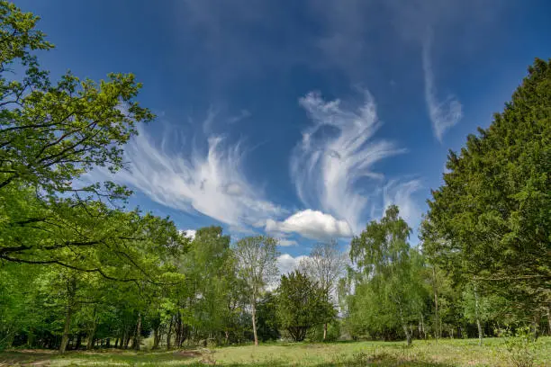 Spreading Cirrus clouds from an approaching warm front, above a clearing in woodland.