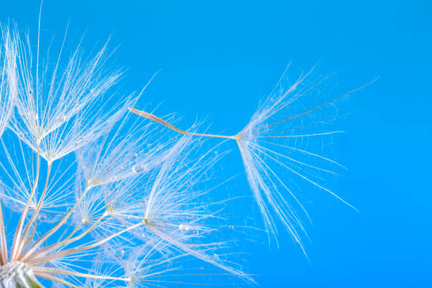 istock dandelion seeds close up blowing in blue background 1007777152