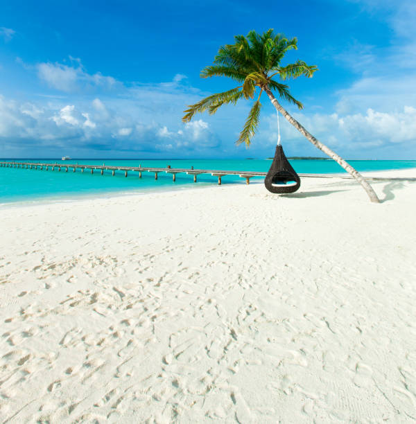 istock tropical beach in Maldives with few palm trees and blue lagoon 1007777322