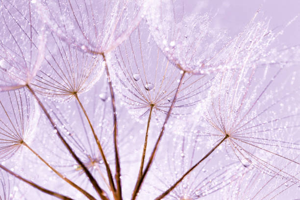 istock Dandelion Seeds in the drops of dew on a beautiful background. 1007777342