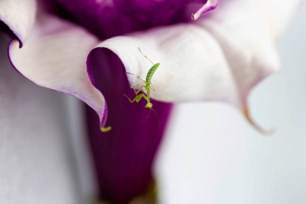 istock Baby praying mantis on purple flower 1007779554