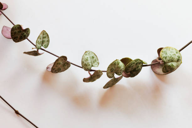 istock Ceropegia woodii 1007782080