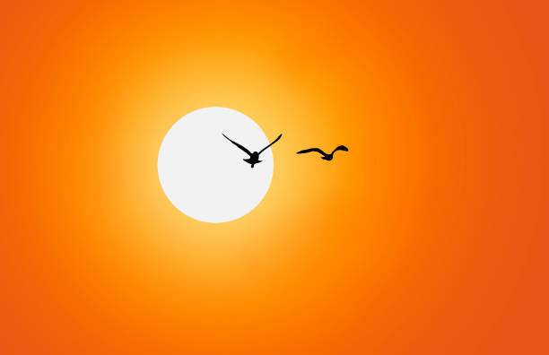 istock Birds fly in the red sky 1007782566