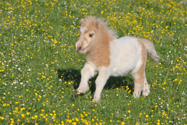 Running Falabella foal Falabella foal running on a meadow. The Falabella miniature horse is one of the smallest breeds of horse in the world. filly stock pictures, royalty-free photos & images