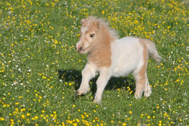 Falabella foal running on a meadow. The Falabella miniature horse is one of the smallest breeds of horse in the world.