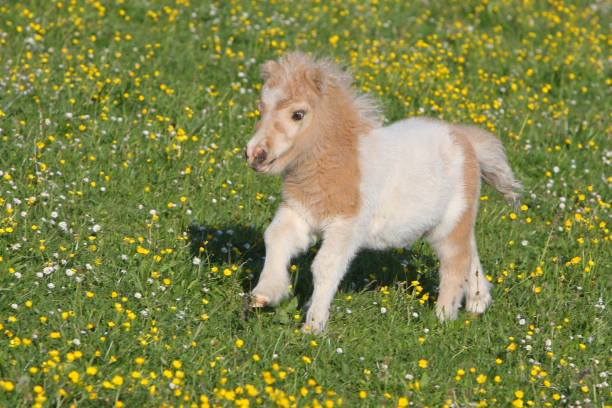 Chạy Falabella Foal Hình ảnh Sẵn có - Tải xuống Hình ảnh Ngay bây giờ - Ngựa - Họ ngựa, Ngựa con, Ngựa giống lùn - Ngựa - iStock Chạy Falabella Foal Hình ảnh Sẵn có - Tải xuống Hình ảnh Ngay bây giờ - Ngựa - Họ ngựa, Ngựa con, Ngựa giống lùn - Ngựa - iStock