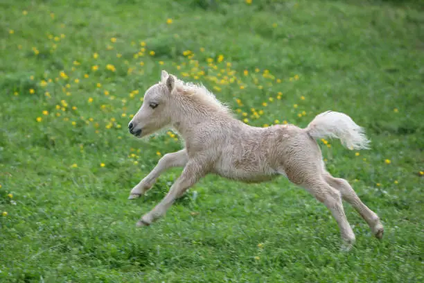 Falabella foal running on a meadow. The Falabella miniature horse is one of the smallest breeds of horse in the world.