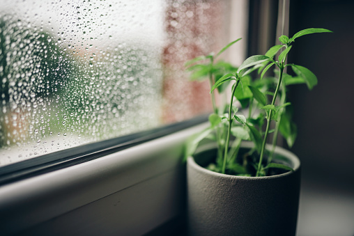 Basil in pot on window sill on a rainy day