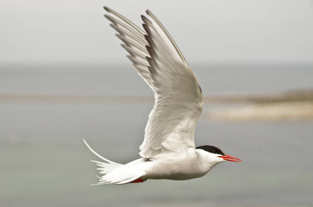 북극제비갈매기 항공편 - tern bird arctic tern nature 뉴스 사진 이미지