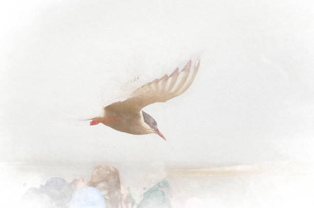 Arctic tern in flight Arctic Tern in flight against a grey sky background. This image has been heavily post processed to create a dreamy painterly look. farne islands stock pictures, royalty-free photos & images