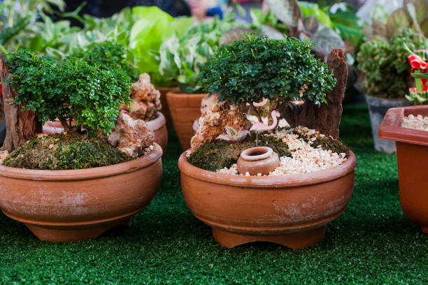 Small decorative buxus sempervirens bonsai in flowerpots selling on street market. Mini ornamental garden in pot