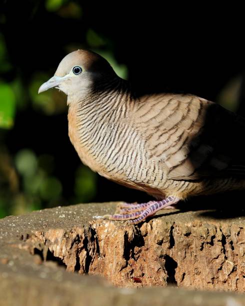 istock Spotted dove in natural habitat 1007786856