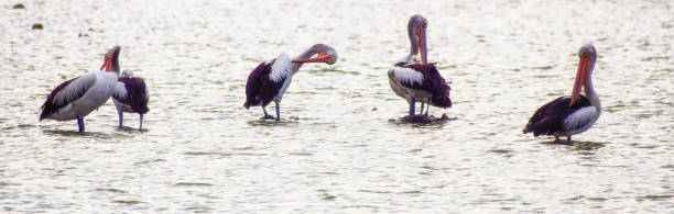 istock Group of Australian Pelicans 1007794912