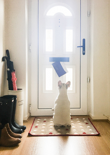 Dog waiting for mail by the front door