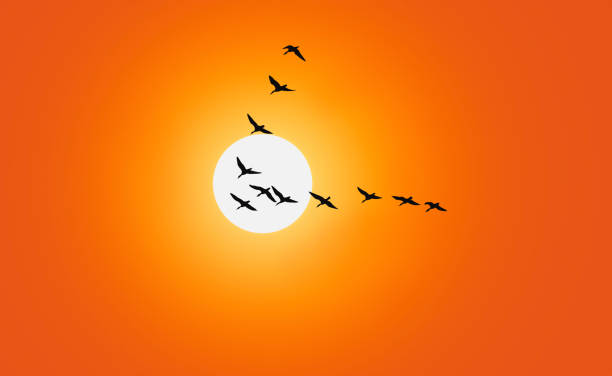 Geese are flying in v-formation in front of a red sky