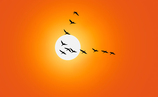 Geese are flying in v-formation in front of a red sky.