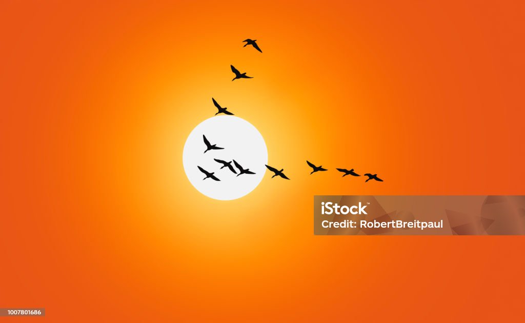 Geese are flying in v-formation in front of a red sky Geese are flying in v-formation in front of a red sky. Birds Flying in V-Formation Stock Photo