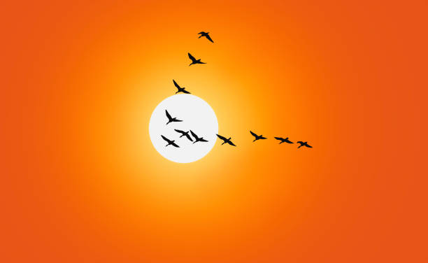 Geese are flying in v-formation in front of a red sky stock photo