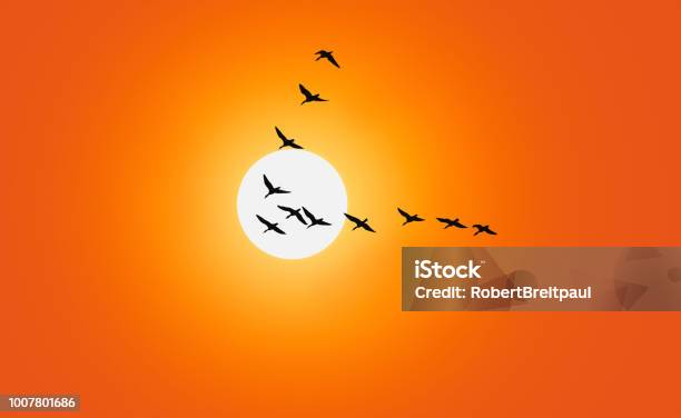 Geese Are Flying In Vformation In Front Of A Red Sky Stock Photo - Download Image Now
