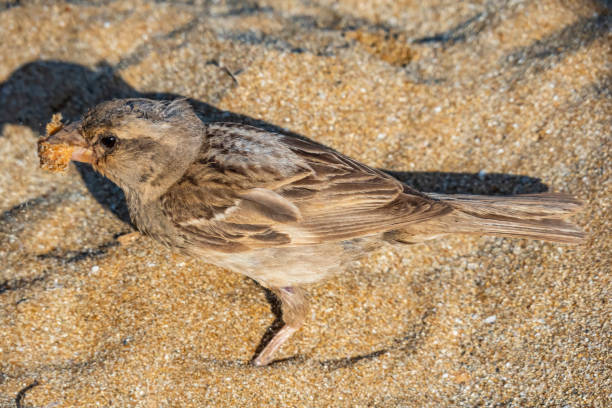 istock close up little sparrow in the nature 1007811492