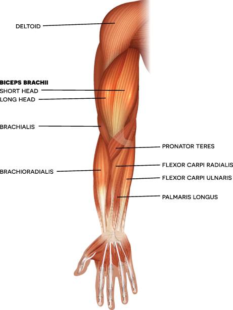 illustrazioni stock, clip art, cartoni animati e icone di tendenza di muscoli della mano e del braccio - human muscle human arm bicep muscular build