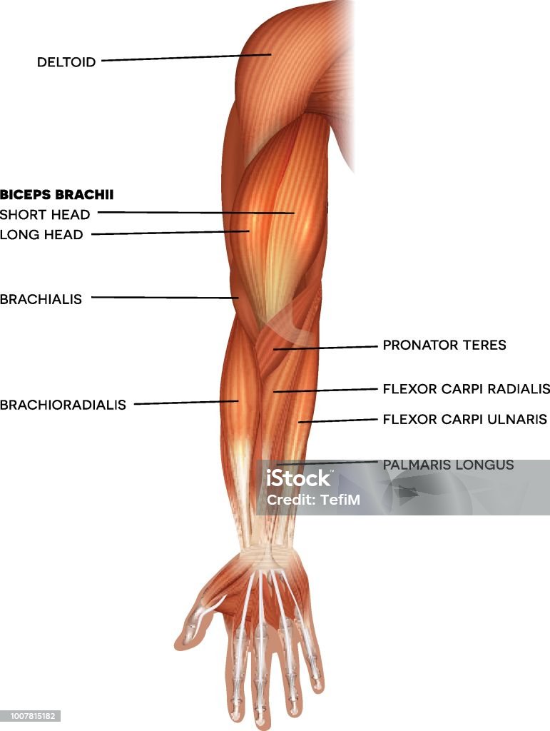 Muscles of the hand and arm Muscles of the hand and arm beautiful bright illustration on a white background Muscle stock vector