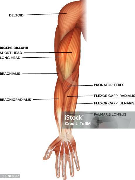 Muscles Of The Hand And Arm Stock Illustration - Download Image Now - Muscle, Muscular Build, Anatomy