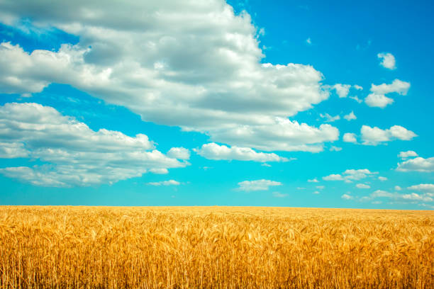 istock field of wheat and many clouds in the blue sky 1007817340