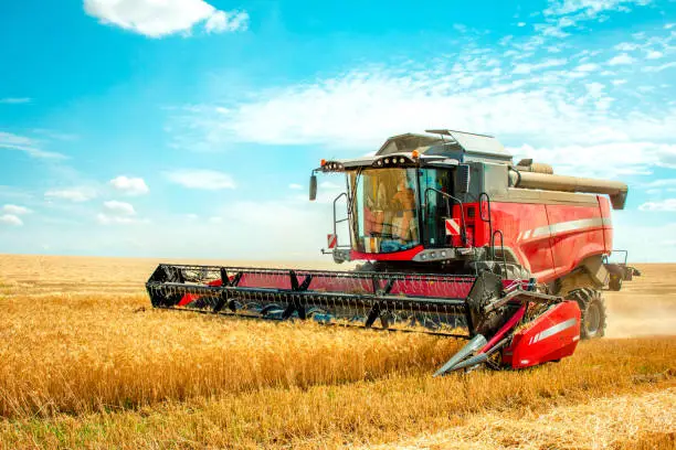 harvester harvests wheat on field