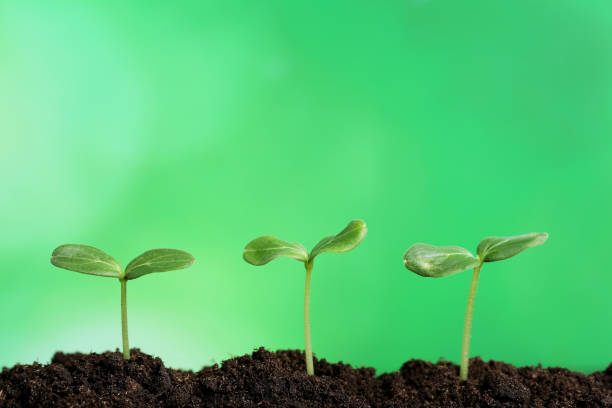 istock Young plants in ground on green background 1007817754