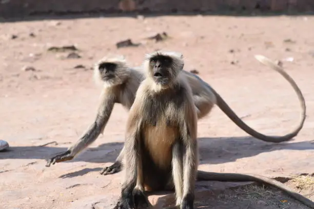 Natural Closeup image of Langoor at the day time