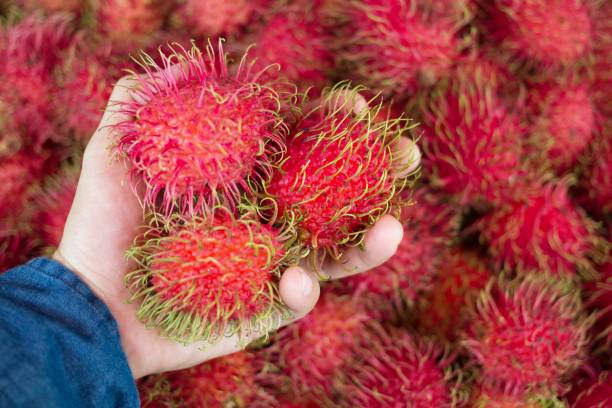 Rambutan on the hand, fresh rambutans fruit.