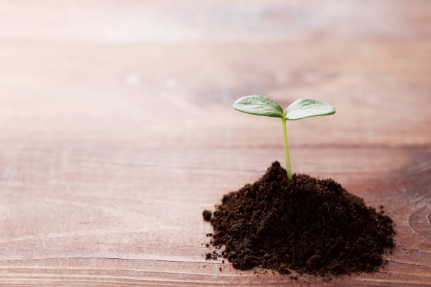 istock Young plant in ground on wooden table 1007818406