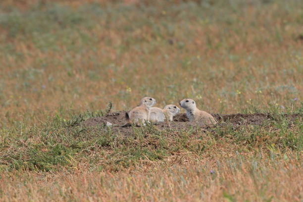 chien de prairie, premier parc d’état de peuples buffalo jump montana à queue de noire - prairie grass southwest usa usa colorado photos et images de collection