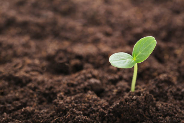 istock Young green plant in ground 1007820826