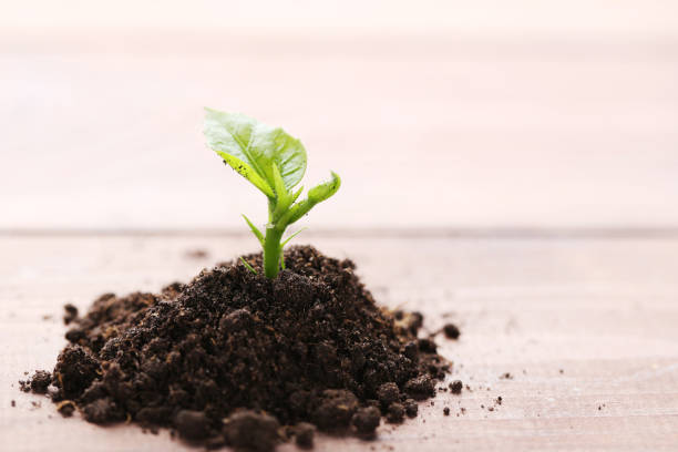 istock Young plant in ground on wooden table 1007821754