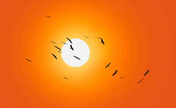 istock Geese are flying in front of a red sky 1007821858
