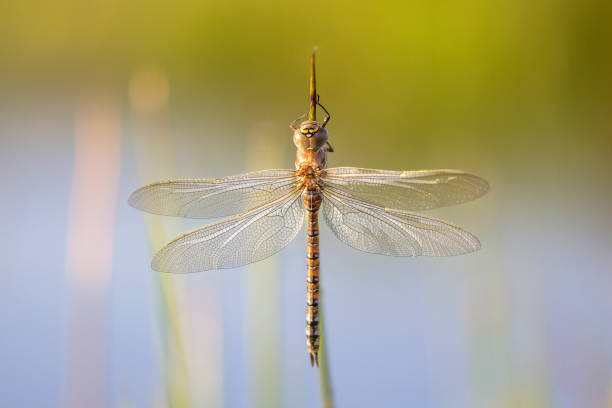 istock Freshly emerged dragonfly from a natural pond 1007824536