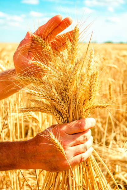 istock bunch of wheat in  hands 1007824624