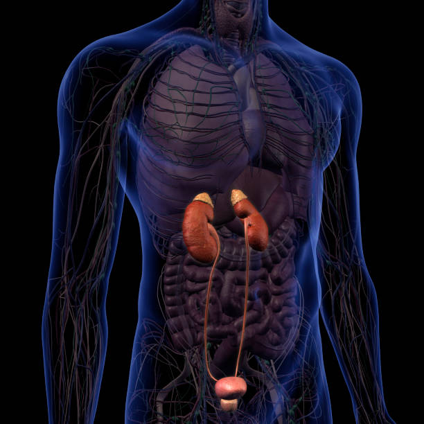 腎臓、腎臓系、男性の腹部内部解剖学 - 人体図 ストックフォトと画像