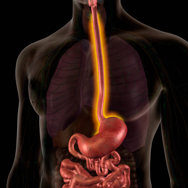 Esophagitis Inflamed Esophagus Male Internal Anatomy CG image of highlighting the esophagus inside a man's chest with stomach and small intestines.  Other internal organs are faded on a black background. gastroesophageal reflux disease photos stock pictures, royalty-free photos & images