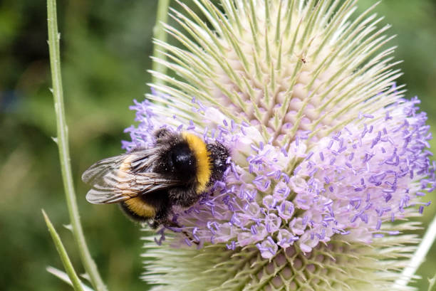 istock Close-up of Buff-tailed bumblebee on Teasel plant 1007825354