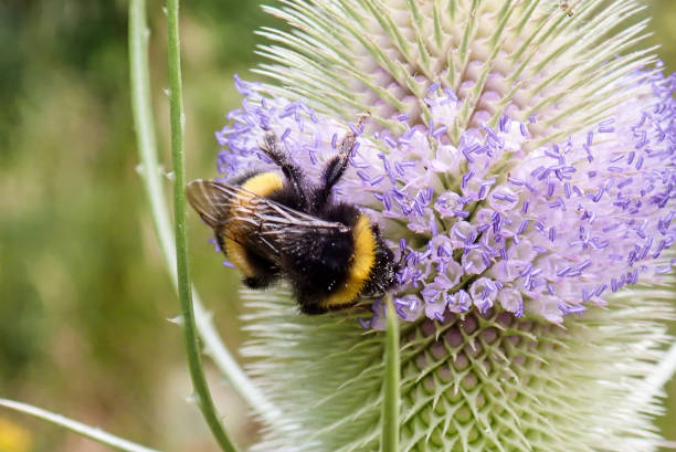 istock Close-up of Buff-tailed bumblebee on Teasel plant 1007825368